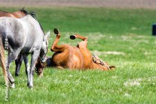 Horses 20160321-3630.jpg
