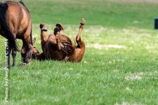 Horses 20160321-3641.jpg