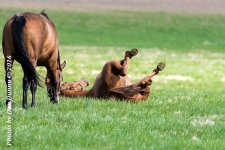 Horses 20160321-3642.jpg
