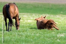 Horses 20160321-3644.jpg