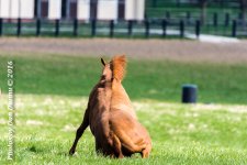Horses 20160321-3652.jpg