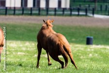 Horses 20160321-3653.jpg