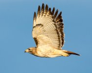 HawkRT-117.jpg