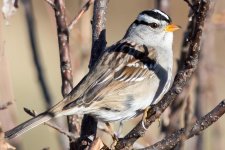 WhiteCrownSpar-100.jpg