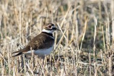 Killdeer-100.jpg