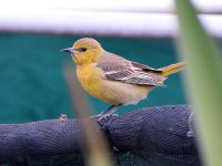 Oriole.jpg