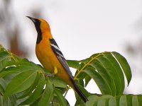 Oriole2.jpg