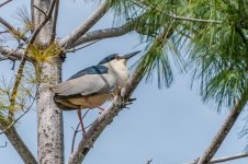 DSC_5135-1.jpg