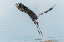DSC_1198-1.jpg