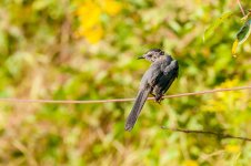 DSC_1982-1.jpg