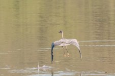 DSC_9701-2.jpg