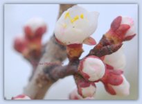 Tree Blossoms  3-21-2016.jpg