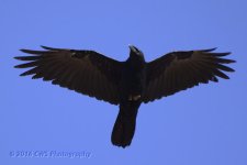 3-21-16-cr__D7K2423.jpg