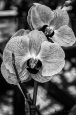 DSC04612-Edit.jpg
