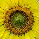 sunflower-2.jpg
