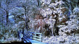 3-22-16 Tradewinds IR   1.2sm.jpg