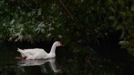 The Bird Gardens.39 crop.jpg