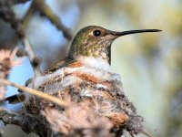 Hummer4.jpg