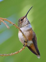 Hummer7.jpg