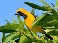 Oriole2.jpg