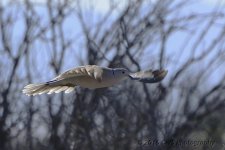 3-22-16-cr__D7K2458.jpg