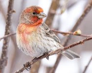 HouseFinch-121.jpg