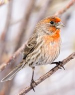 HouseFinch-322.jpg