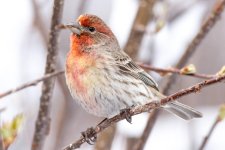 HouseFinch-323.jpg
