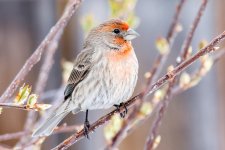 HouseFinch-324.jpg