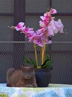 Orchid.jpg