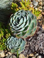 Cactus.jpg