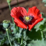 Poppy.jpg