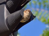 Sparrow.jpg