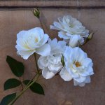 Roses.jpg