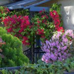 Bouginvillia.jpg