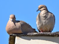 Doves3.jpg
