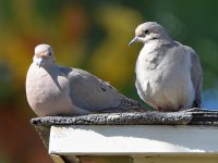Doves.jpg