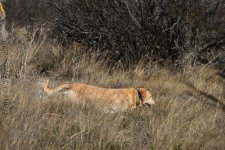 3-23-16-cr__D7K2484.jpg