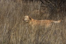 3-23-16-cr__D7K2487.jpg
