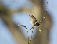 DSC_5293.jpg