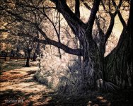 3-22-16 Tradewinds IR   7.jpg