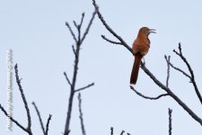 Country Morning-3794-Edit-Edit.jpg