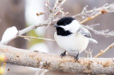 Chickadee-110.jpg