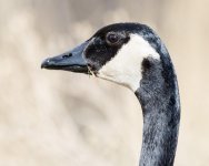 Goose-110.jpg