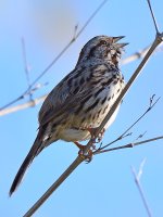 Sparrow3.jpg
