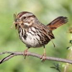 Sparrow15.jpg
