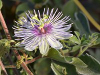 Passiflora.jpg