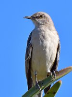 Mockingbird2.jpg