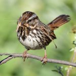 Sparrow17.jpg