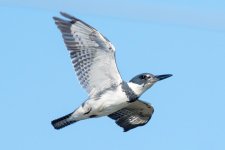 KingfisherFlight-1.jpg